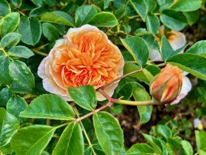Rosa 'Port Sunlight'