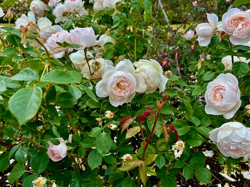 Rosa ‘Desdemona®’ | Online Flower Garden'Desdemona®' Rose Rosa ‘Desdemona®’