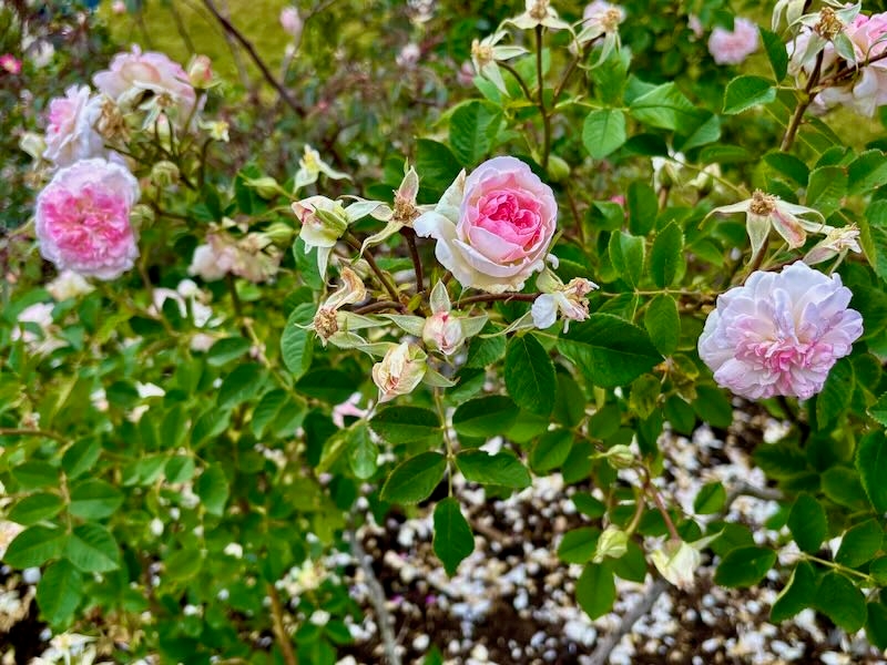 Rosa ‘Rosemoor’