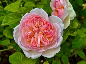 Rosa ‘Gentle Hermione’ | Online Flower Garden