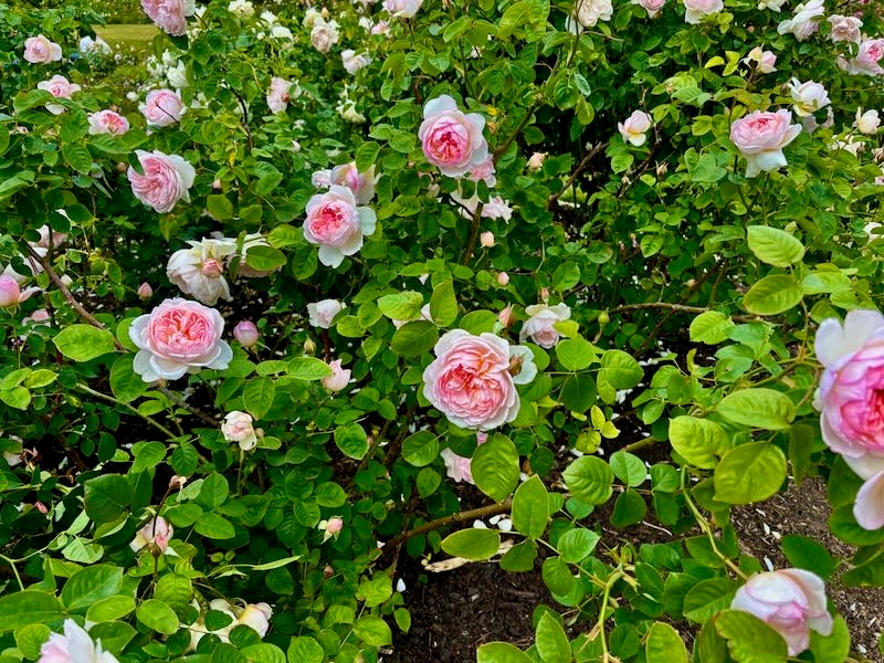 Rosa ‘Gentle Hermione’, Rose Gentle Hermoine