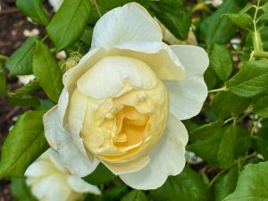 Rosa ‘Vanessa Bell®’ | Online Flower Garden