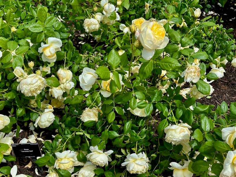 Rosa-Vanessa-Bell | Online Flower Garden Rosa ‘Vanessa Bell®’