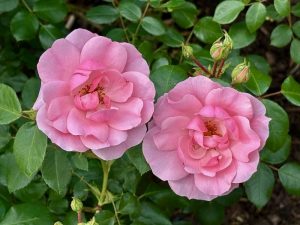 Rosa ‘Bonica 82’