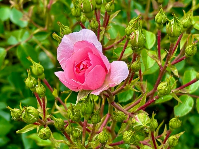 Rosa-Bonica82 | Online Flower Garden Rosa ‘Bonica 82’