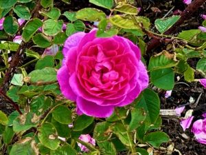 Rosa ‘England’s Rose’ | Online Flower Garden