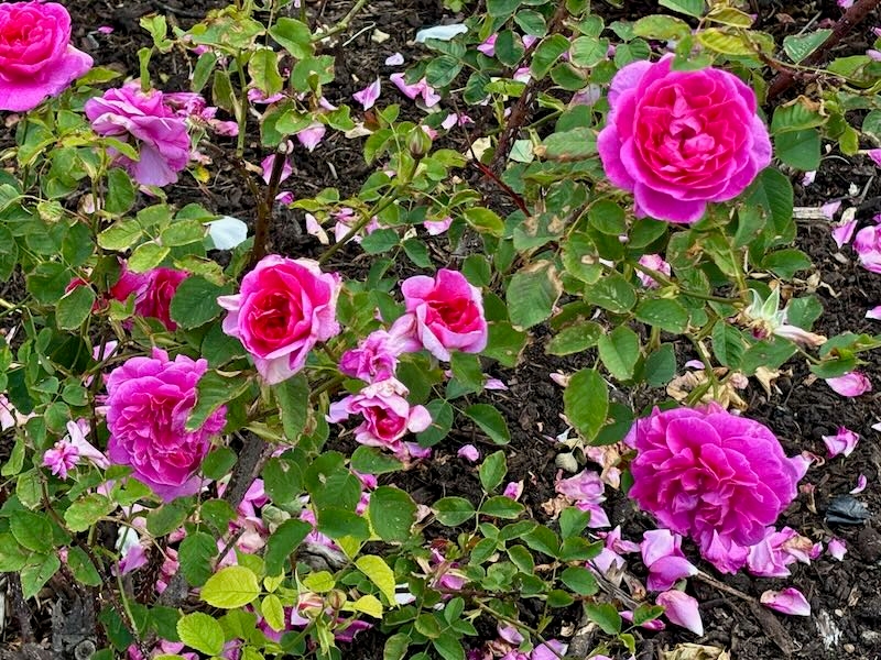 Rosa-Englands-Rose | Online Flower Garden Rosa ‘England’s Rose’