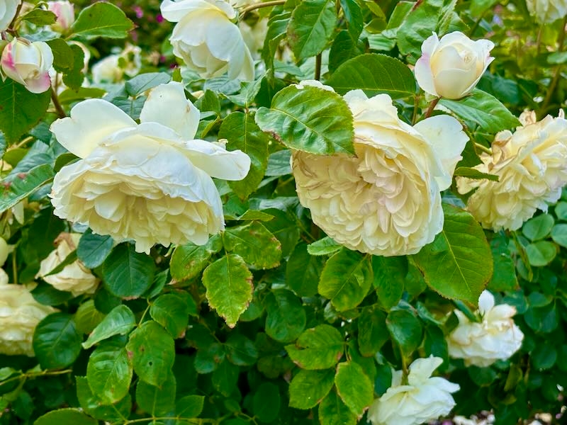 Rosa ‘Tranquillity’ Rose