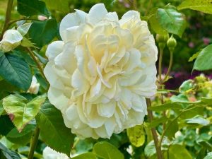 Rosa ‘Tranquillity’ | Online Flower Garden