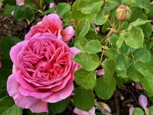 Rosa ‘Princess Alexandra of Kent’