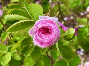 Rosa ‘Petite de Hollande’