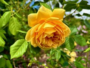 Rosa ‘Golden Celebration®’ | Online Flower Garden