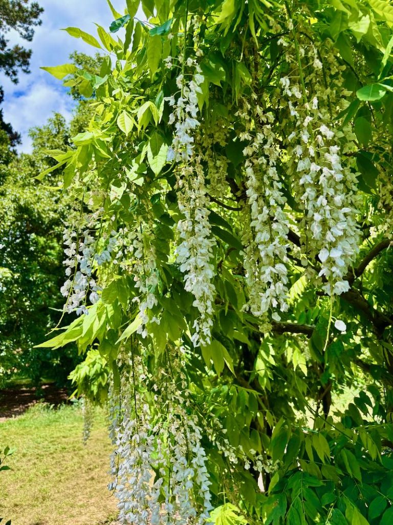 Wisteria floribunda ‘Alba’