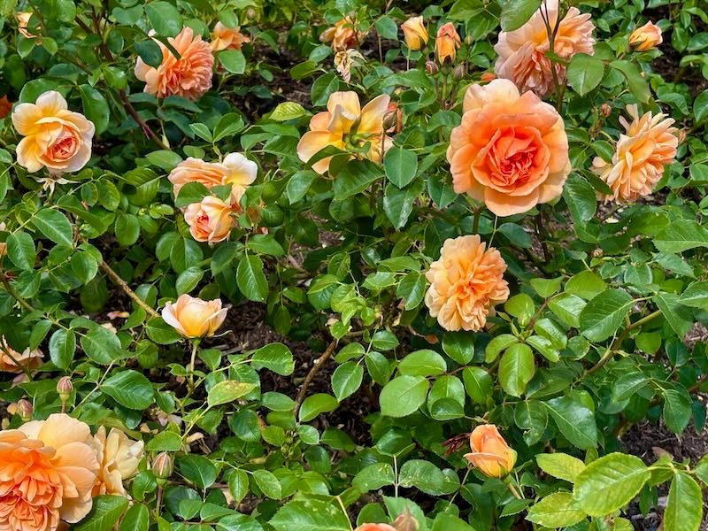 Rosa 'Dame Judi Dench'