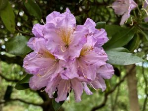 Rhododendron fortunei | Online Flower Garden