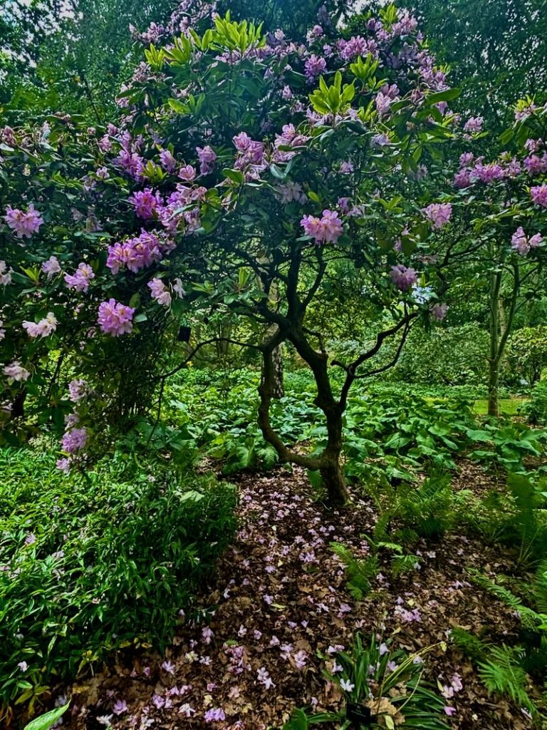 Rhododendron fortunei
