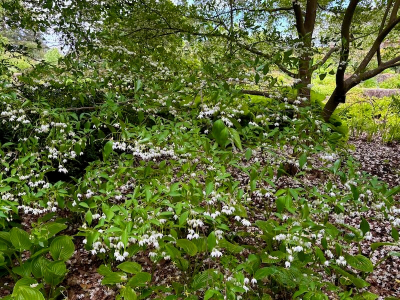 Styrax japonicus