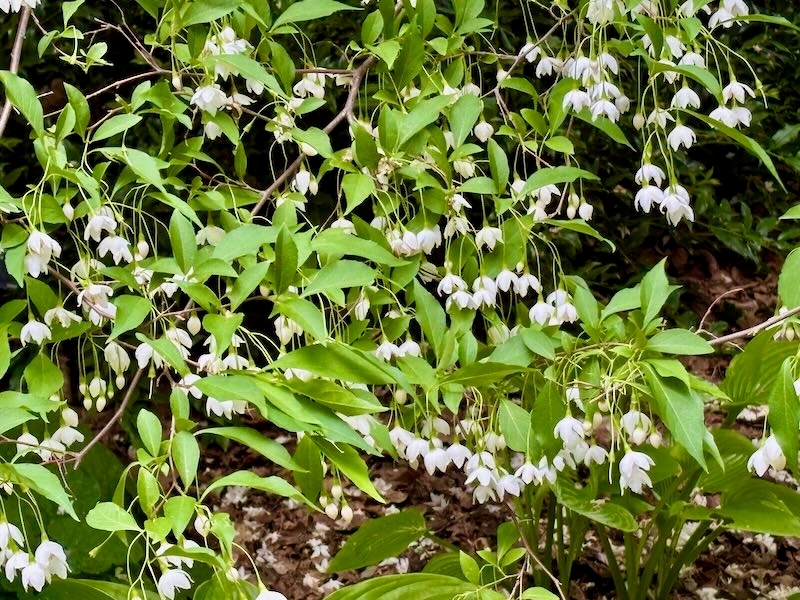 Styrax-japonicus | Online Flower Garden Styracaceae, Snowbell Family, Styrax japonicus