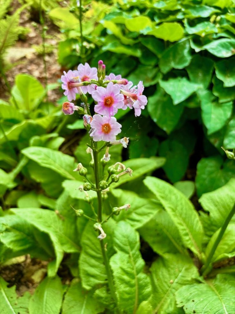 Primula-denticulata | Online Flower Garden Primula denticulata