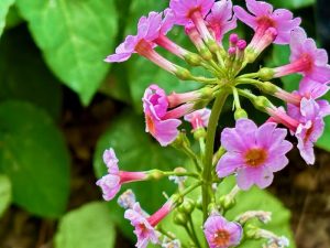 Primula denticulata | Online Flower Garden