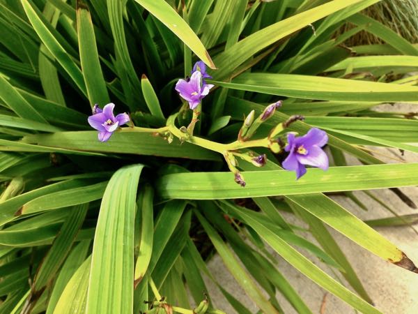 Aristea Ecklonii