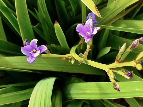 Aristea Ecklonii