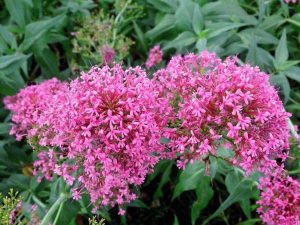 Centranthus ruber