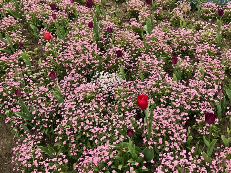 Myosotis-sylvatica-Victoria-Rose | Online Flower Garden Myosotis sylvatica 'Victoria Rose'