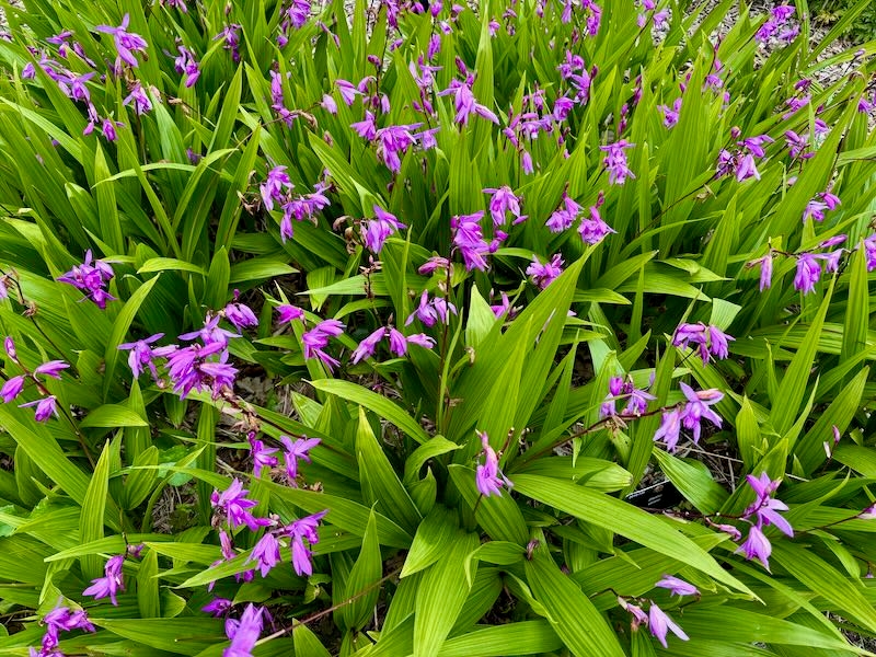 Bletilla striata