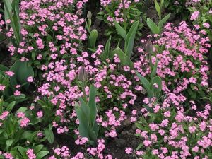 Myosotis sylvatica 'Victoria Rose'