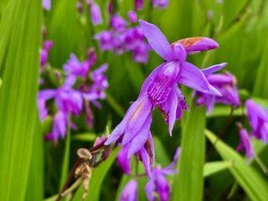 Bletilla striata