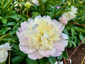 Paeonia lactiflora 'Mr. Ed'