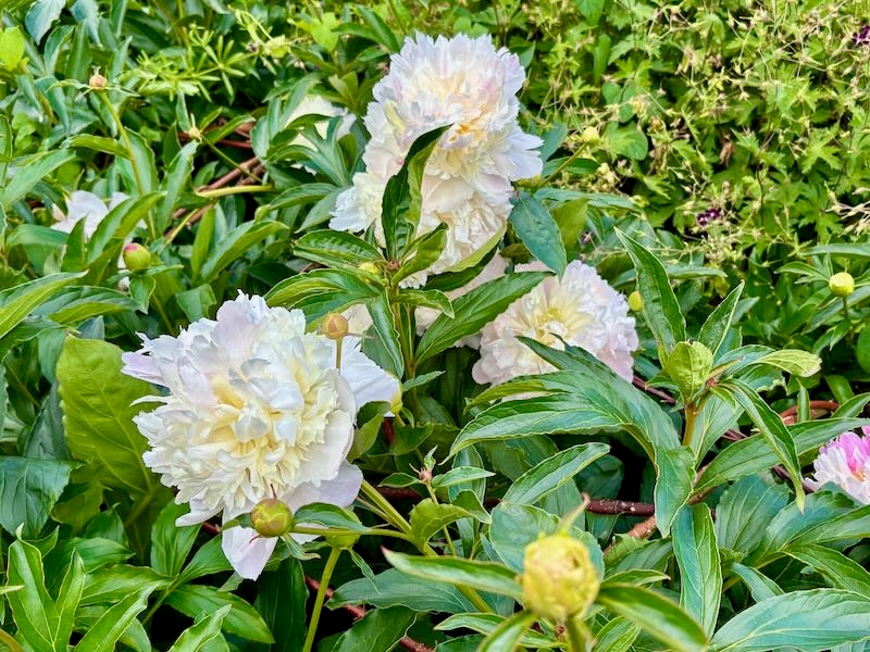 Paeonia-lactiflora-Mr-Ed | Online Flower Garden Paeonia lactiflora 'Mr. Ed'