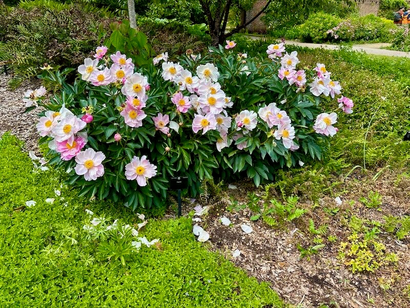 Paeonia lactiflora ‘Duchess of Portland’