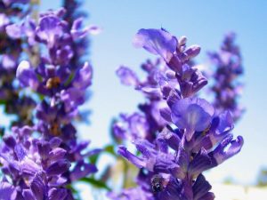 Blue-Salvia | Online Flower Garden Blue Salvia | Online Flower Garden