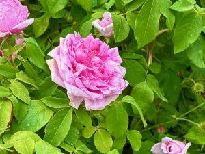 Rosa ‘Comte de Chambord’