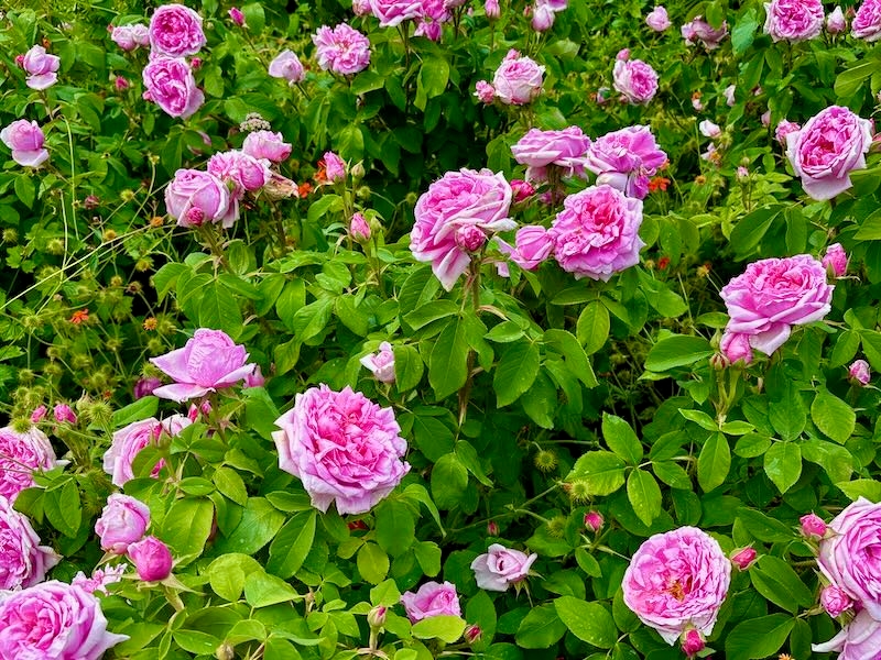Rosa ‘Comte de Chambord’