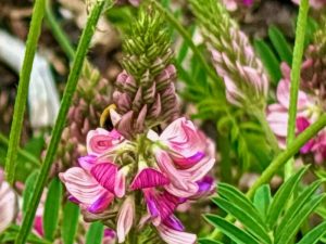 Onobrychis viciifolia | Online Flower Garden