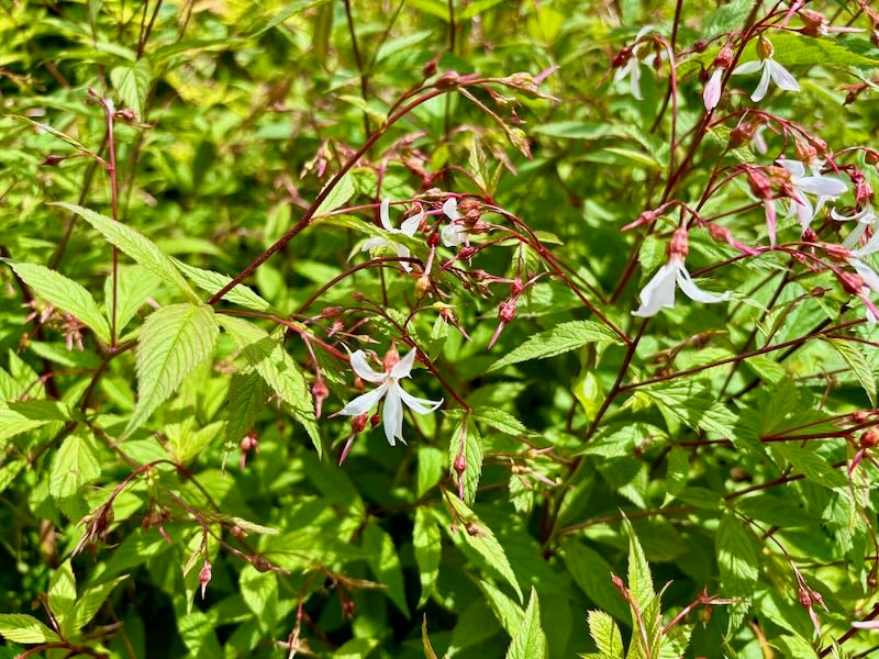 Gillenia-trifoliata | Online Flower Garden Gillenia trifoliata