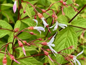 Gillenia trifoliata | Online Flower Garden