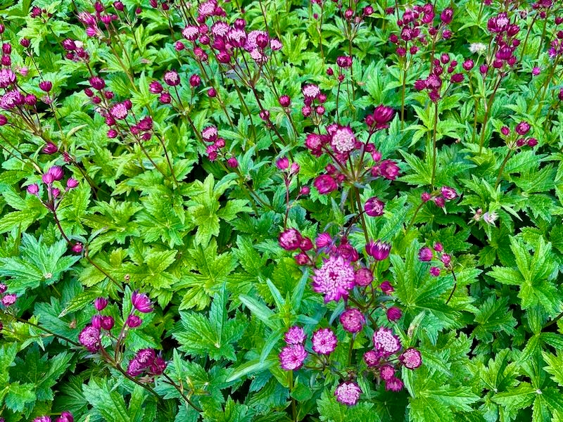 Astrantia-Hadspen-Blood | Online Flower Garden Astrantia 'Hadspen Blood'
