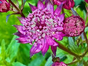 Astrantia 'Hadspen Blood' | Online Flower Garden