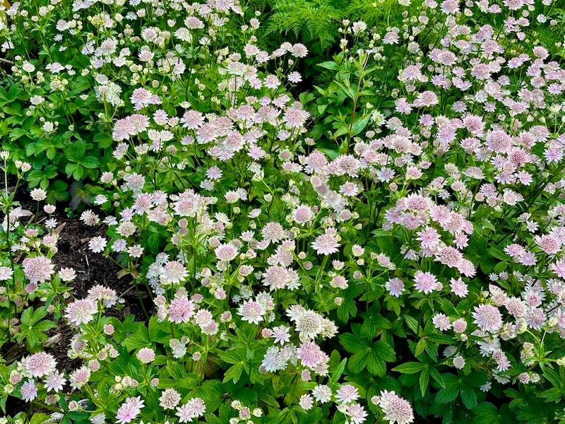 Astrantia ‘Buckland’