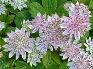 Astrantia ‘Buckland’ | Online Flower Garden