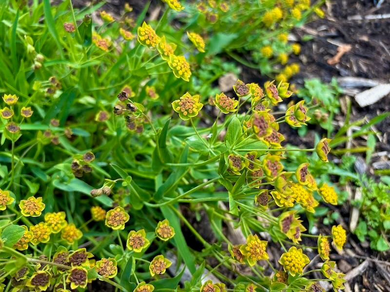 Bupleurum falcatum