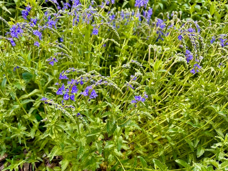 Veronica-austriaca-teucrium | Online Flower Garden Veronica austriaca ssp. teucrium, Speedwell