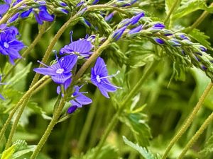 Veronica austriaca ssp. teucrium, Speedwell