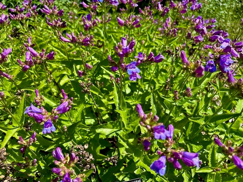 Penstemon watsonii