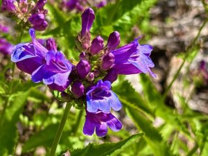Penstemon watsonii