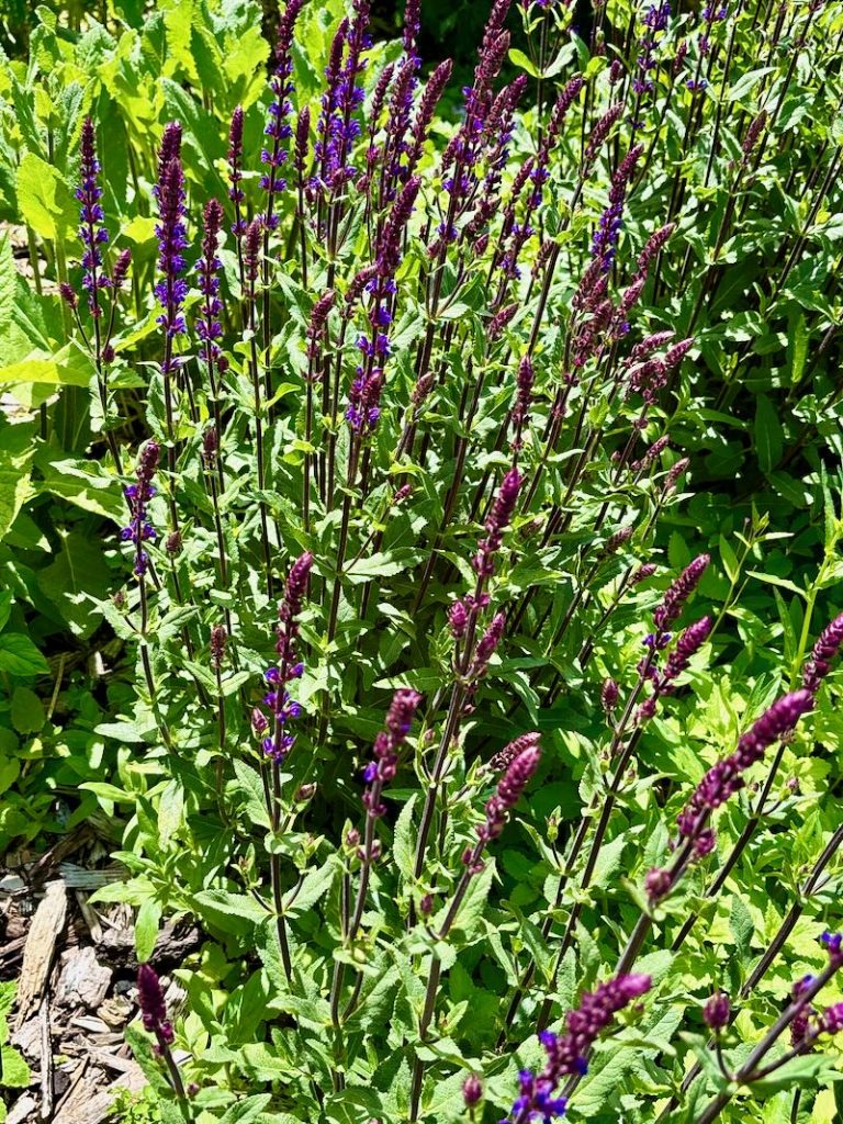Salvia staminea